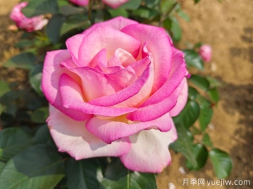 月季花語(yǔ)，朋友圈里的浪漫祈愿