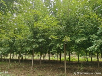 五角楓、八角楓、羽毛楓、秋楓、幌傘楓，哪個(gè)更有錢(qián)景？