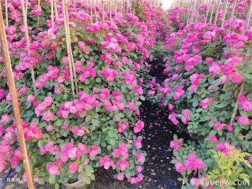 夏季藤本月季花后能牽引嗎？要不要修剪打頂？