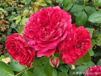 花界三絕：月季、玫瑰與薔薇的綺麗綻放