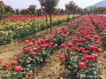 解讀園林綠化施工標準及技巧