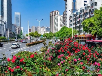 合肥樹(shù)狀月季大道，大朵月季扮靚城市風(fēng)景