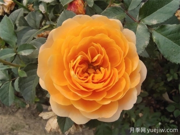 最適合陽(yáng)臺養的10種月季，開(kāi)花超級多！