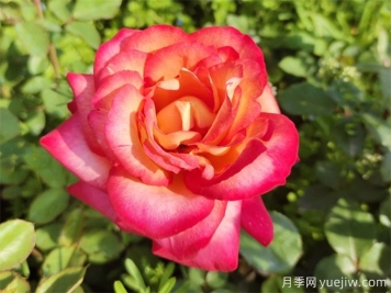 88個(gè)花卉基本知識點(diǎn)，必須收藏