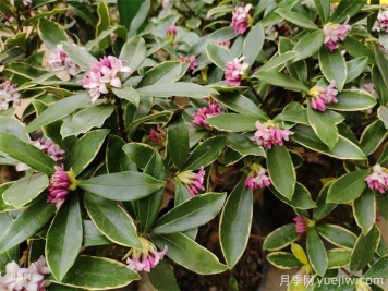 20種耐寒的花卉，讓冬天也能花開(kāi)燦爛