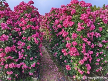 爬藤月季種植指南，讓你的花園美到爆