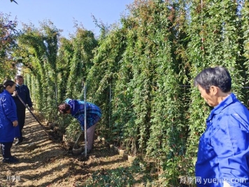 想讓藤本月季快速開(kāi)滿(mǎn)墻，秋季應該如何做？