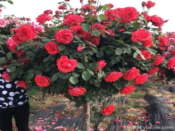 喬灌木和宿根花卉搭配應用與種植養護