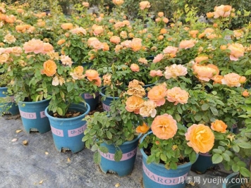 夏季盆栽月季澆水要點(diǎn)，忽略細節容易悶根枯萎