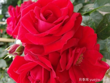 艾瑪迪斯月季/阿瑪迪斯