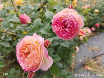 為什么月季卻光長(cháng)葉子不開(kāi)花呢？