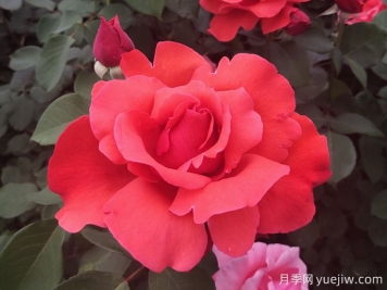 花朵大，長(cháng)勢強，還得是緋扇月季