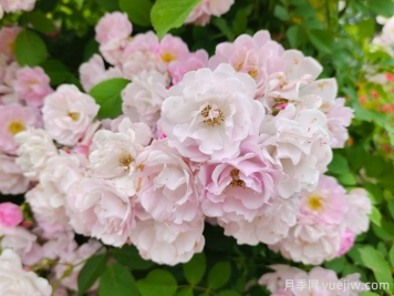 薔薇栽培養護