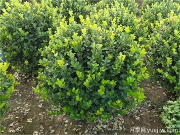 衛矛種植及養護