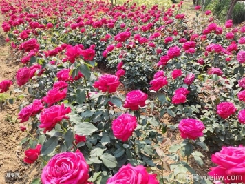 北方地區如何讓工程月季早春開(kāi)花？