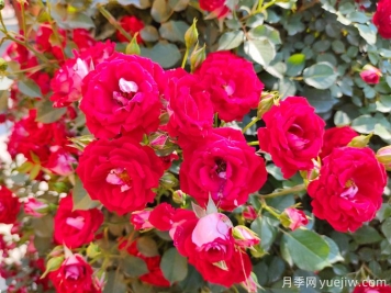 夏季月季花越開(kāi)越小怎么辦？