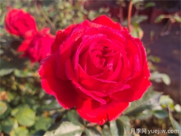 玫瑰哪個(gè)品種最香？香味濃郁的玫瑰花品種