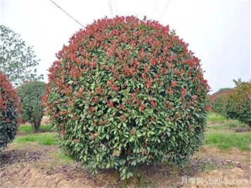 紅葉石楠造型如何修剪和管理？
