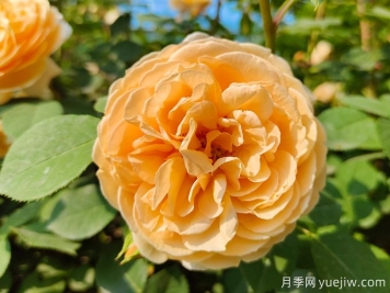 月季薔薇玫瑰，怎樣辨認薔薇三姐妹？