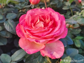 南陽(yáng)月季繁育基地教你輕松辨別月季、玫瑰和薔薇