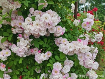 薔薇花夏季養護辦法