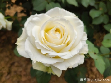 推薦11種白色系月季品種，花朵優(yōu)雅純潔