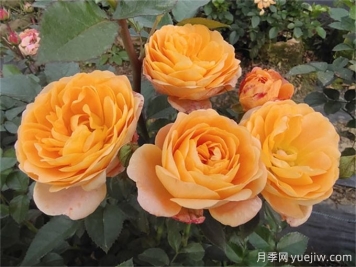 陽(yáng)臺月季系列，豐花勤花又抗病，輕松待機10個(gè)月