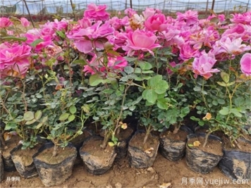 植物花卉的繁殖有幾種方式？家庭養花該如何選擇？