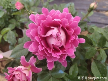 月季什么時(shí)候秋剪？不要要急，讓秋花依然美