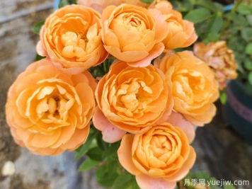為什么大家獨愛(ài)果汁陽(yáng)臺月季？