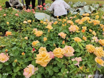 如何搭配花卉和地被植物來(lái)營(yíng)造豐富的景觀(guān)效果？