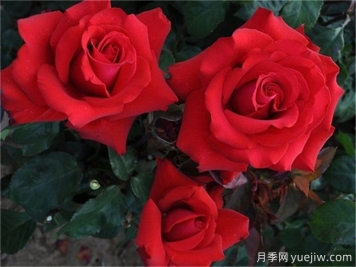 老花友不外傳的8個(gè)養花絕招