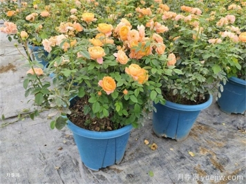 月季想要秋花開(kāi)得爆？施肥攻略要做好