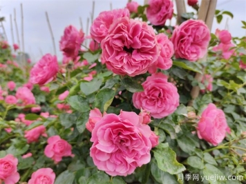 粉色達芬奇月季，花量大一枝多頭的小型藤本月季