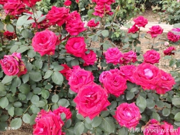 盆栽月季花越開(kāi)越小怎么回事？
