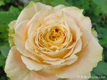 鄉村芙麗達月季