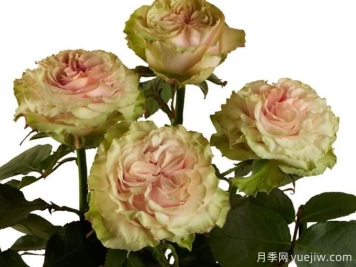 鄉村秘密月季