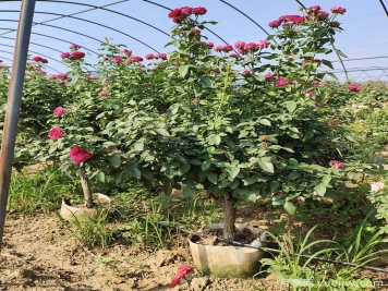 園藝新品，多色歐月薔薇桿樹(shù)狀月季
