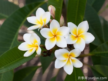 雞蛋花的百科介紹和應用價(jià)值