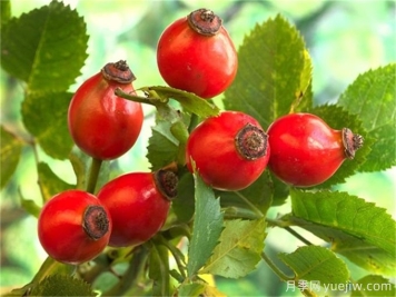 月季花種子怎么種？月季種植方法和時(shí)間