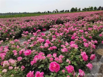 月季花種子怎么種？