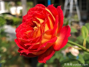 5個(gè)藤本月季，讓你得到一個(gè)花開(kāi)不斷的夏天