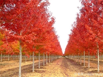 楓樹(shù)之楓香樹(shù)、三角楓和紅花槭