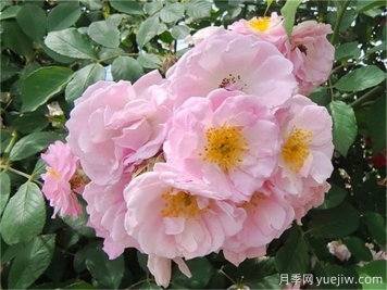 薔薇的繁殖方法有哪些？薔薇花的養護方法