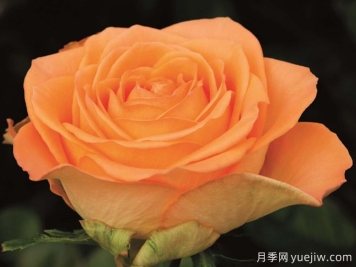 鄉村家園月季
