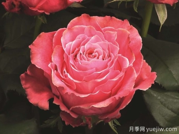 鄉村花園月季