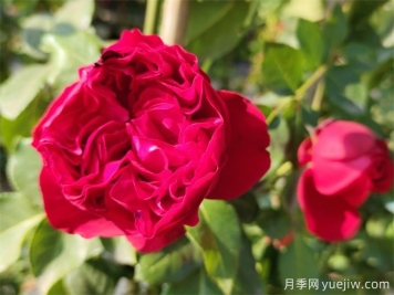 紅色龍沙寶石，花期長(cháng)，耐熱又抗病