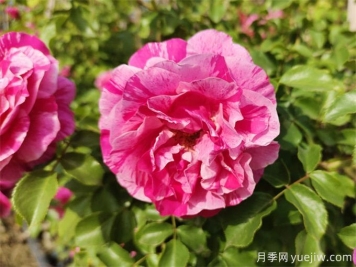 沙漠玫瑰和玫瑰有什么關(guān)系！