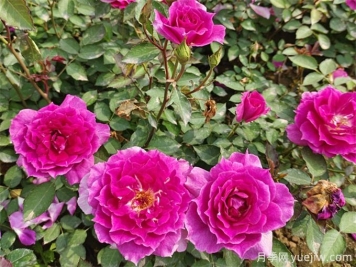 月季花苞打不開(kāi)？可能是這三點(diǎn)因素