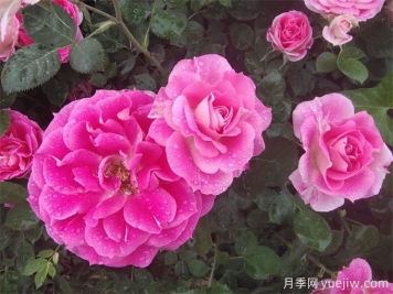 豐花月季的形態(tài)特征和景觀(guān)價(jià)值